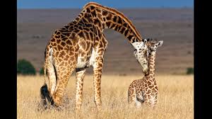 animals-giraffe